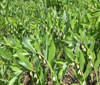 家庭空地种这“懒人作物”,1年稳赚4万! - 今日头条 家庭空地种这“懒人作物”,1年稳赚4万! - 图画吧TUHUABA