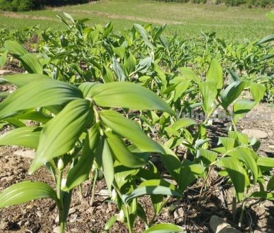 家庭空地种这“懒人作物”,1年稳赚4万! - 今日头条 家庭空地种这“懒人作物”,1年稳赚4万! - 图画吧TUHUABA