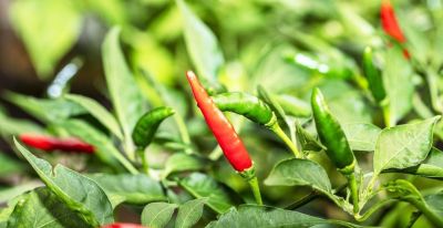 辣椒种植全攻略：全国通用版，65天收获，香辣过瘾，家庭菜园必备 - 图画吧TUHUABA