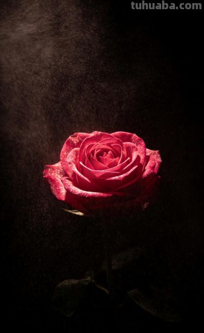 玫瑰花语温柔与浪漫 - 今日头条