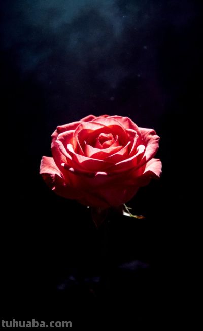 玫瑰花语温柔与浪漫 - 图画吧TUHUABA