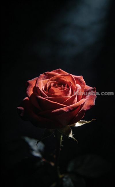 玫瑰花语温柔与浪漫 - 图画吧TUHUABA