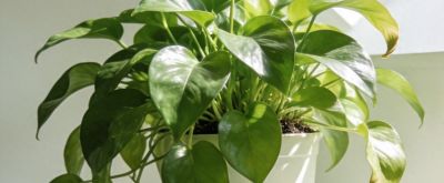 绿萝养护全攻略:从养活到养爆盆，新手也能懂的万字实用指南 - 今日头条