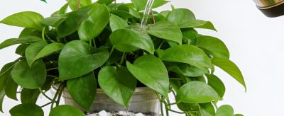 绿萝养护全攻略:从养活到养爆盆，新手也能懂的万字实用指南 - 图画吧TUHUABA