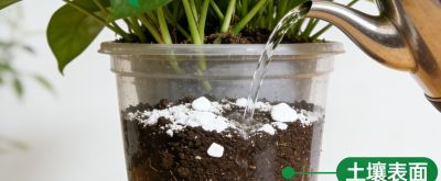 绿萝养护全攻略:从养活到养爆盆，新手也能懂的万字实用指南 - 图画吧TUHUABA