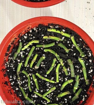 绿萝死而复生记。一片叶子也能养出瀑布，想咋养就咋养！ - 今日头条