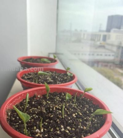 绿萝死而复生记。一片叶子也能养出瀑布，想咋养就咋养！ - 图画吧TUHUABA