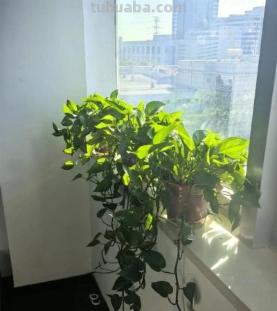 绿萝死而复生记。一片叶子也能养出瀑布，想咋养就咋养！ - 图画吧TUHUABA