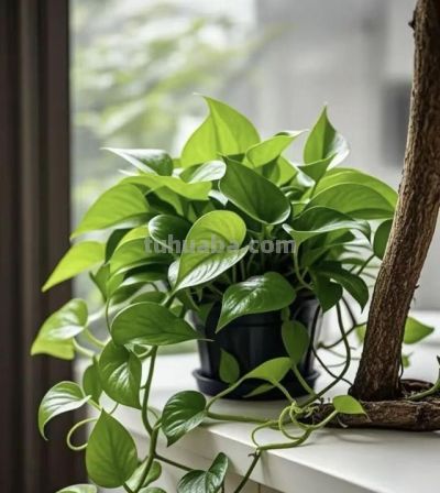 绿萝死而复生记。一片叶子也能养出瀑布，想咋养就咋养！ - 图画吧TUHUABA