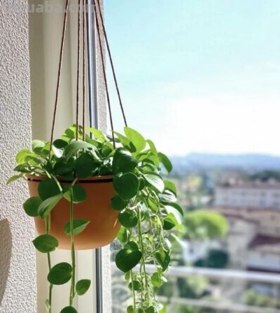 绿萝死而复生记。一片叶子也能养出瀑布，想咋养就咋养！ - 图画吧TUHUABA