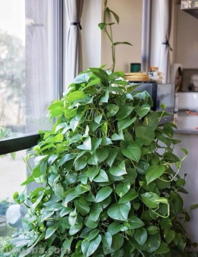 绿萝死而复生记。一片叶子也能养出瀑布，想咋养就咋养！ - 图画吧TUHUABA