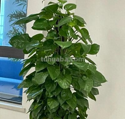 家里为什么不能养绿萝？前辈的经验要听一听 - 今日头条