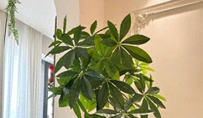 冬季发财树烂根？3个浇水技巧救回来 - 图画吧TUHUABA