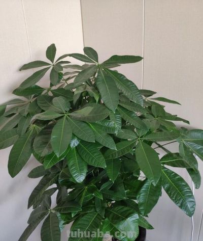 冬季发财树烂根？3个浇水技巧救回来 - 图画吧TUHUABA