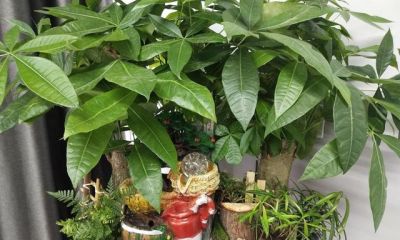 冬季发财树烂根？3个浇水技巧救回来 - 图画吧TUHUABA