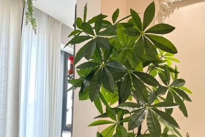 发财树为什么要砍头?3种情况大胆“剪”,新芽猛长更茂密! - 今日头条 发财树为什么要砍头?3种情况大胆“剪”,新芽猛长更茂密! - 图画吧TUHUABA