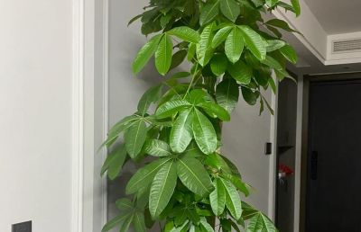 发财树为什么要砍头?3种情况大胆“剪”,新芽猛长更茂密! - 今日头条 发财树为什么要砍头?3种情况大胆“剪”,新芽猛长更茂密! - 图画吧TUHUABA