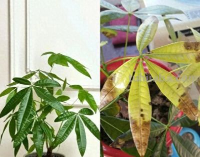 发财树黄叶烂根？不用花钱买药：这几招轻松救活！ - 图画吧TUHUABA