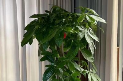 发财树为什么要砍头?3种情况大胆“剪”,新芽猛长更茂密! - 今日头条 发财树为什么要砍头?3种情况大胆“剪”,新芽猛长更茂密! - 图画吧TUHUABA