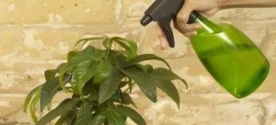 发财树黄叶烂根？不用花钱买药：这几招轻松救活！ - 图画吧TUHUABA