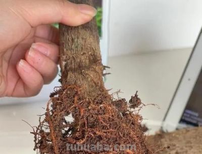 发财树黄叶烂根？不用花钱买药：这几招轻松救活！ - 图画吧TUHUABA