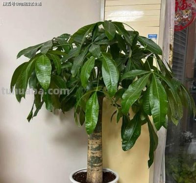 发财树为啥养不好？全程阴养，多喷水，别晒太阳，基本不会死 - 图画吧TUHUABA