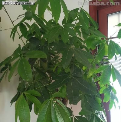 发财树为啥养不好？全程阴养，多喷水，别晒太阳，基本不会死 - 图画吧TUHUABA