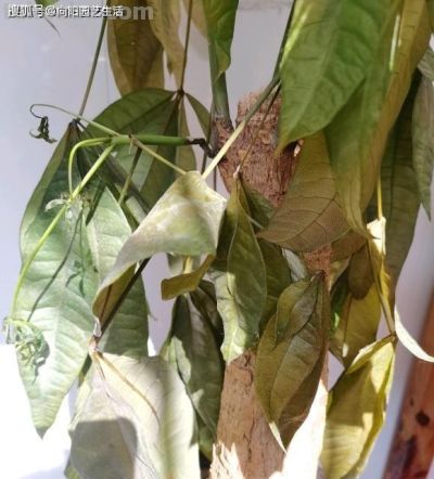 发财树为啥养不好？全程阴养，多喷水，别晒太阳，基本不会死 - 图画吧TUHUABA