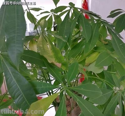 发财树为啥养不好？全程阴养，多喷水，别晒太阳，基本不会死 - 图画吧TUHUABA