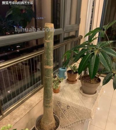 发财树为啥养不好？全程阴养，多喷水，别晒太阳，基本不会死 - 图画吧TUHUABA