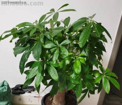 发财树为啥养不好？全程阴养，多喷水，别晒太阳，基本不会死 - 图画吧TUHUABA