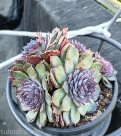 降温了，晒晒我的多肉 - 图画吧TUHUABA