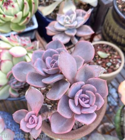 降温了，晒晒我的多肉 - 图画吧TUHUABA