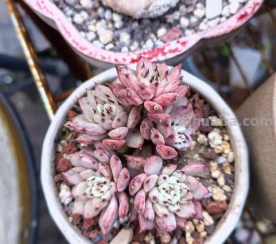 降温了，晒晒我的多肉 - 图画吧TUHUABA