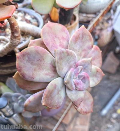 降温了，晒晒我的多肉 - 图画吧TUHUABA