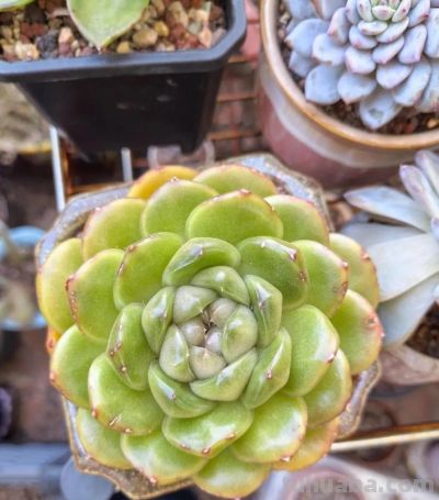 降温了，晒晒我的多肉 - 图画吧TUHUABA