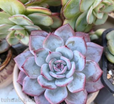 降温了，晒晒我的多肉 - 图画吧TUHUABA