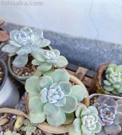 降温了，晒晒我的多肉 - 图画吧TUHUABA