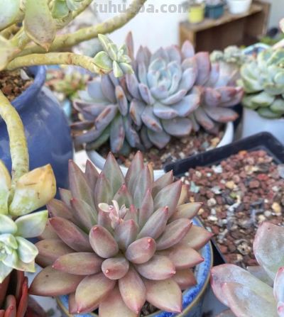 降温了，晒晒我的多肉 - 图画吧TUHUABA