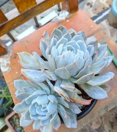 降温了，晒晒我的多肉 - 图画吧TUHUABA