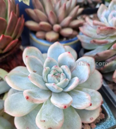 降温了，晒晒我的多肉 - 图画吧TUHUABA