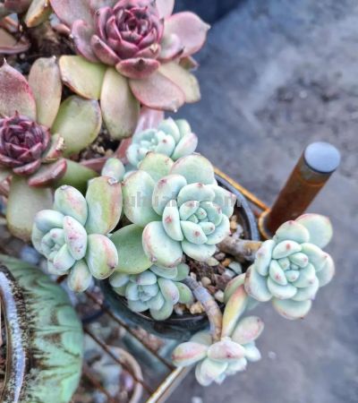 降温了，晒晒我的多肉 - 图画吧TUHUABA