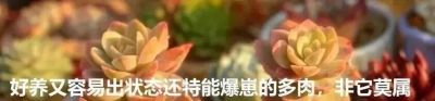 降温了，晒晒我的多肉 - 图画吧TUHUABA