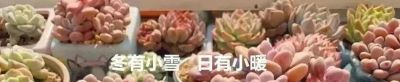 降温了，晒晒我的多肉 - 图画吧TUHUABA