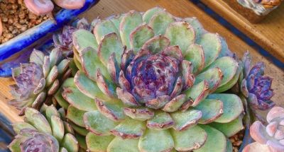 多肉新品种层出不穷，各领风骚，只有耐得住酷暑才能长期留存下来 - 图画吧TUHUABA