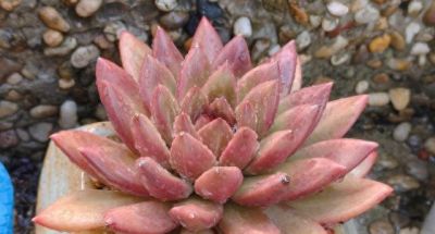 多肉新品种层出不穷，各领风骚，只有耐得住酷暑才能长期留存下来 - 图画吧TUHUABA