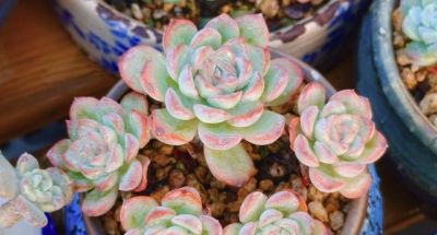 多肉新品种层出不穷，各领风骚，只有耐得住酷暑才能长期留存下来 - 图画吧TUHUABA