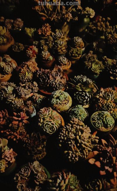 看看多肉这一个多月来的对比，就知道它们有多大的进步 - 今日头条