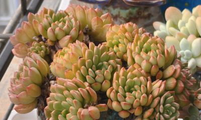 看看多肉这一个多月来的对比，就知道它们有多大的进步 - 图画吧TUHUABA