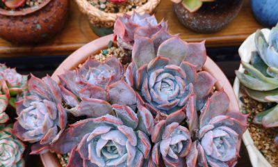 看看多肉这一个多月来的对比，就知道它们有多大的进步 - 图画吧TUHUABA